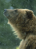 Grizzly Bear  Portrait  USA
