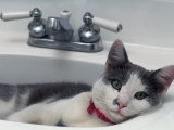 Cat Lying in a Sink