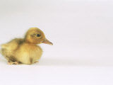 Domestic Duck  Duckling