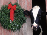 Holstein Cow in Barn with Christmas Wreath  WI