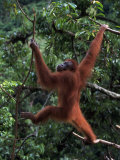 Sumatran Orangutan  Pongo Pygmaeus  Indonesia