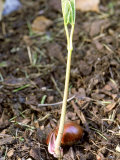 Close-up of Brown Horse Chestnut (Conker) Splitting and Green Leaves and Shoot of Seedling
