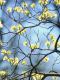 Branches of Spring Flowering Tree