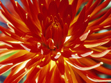 Dahlia Carnival