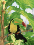 Toucan Perched on a Branch