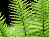 Ferns  Male  Scotland