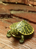 Peninsula Cooter Turtle  Chrysemys Floridana Peninsularis  Florida
