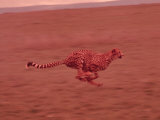 Cheetah in Africa
