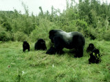 Mountain Gorilla  Berengei  Rwanda