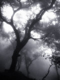 Mist Filled Forest