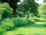 Wild Garden with Young Large Leaf Lime Tree Planted Amongst Long Grass and Wildflowers
