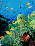 Clown Fish  Red Sea