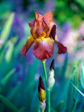 Iris Bearded  Close-up of Flower  Perennial