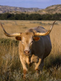 Texas Longhorn  North Dakota Badlands