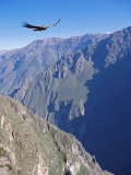 Andean Condor  Juvenile Male in Flight on Morning Thermals  Colca Canyon  Southern Peru