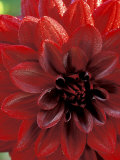 Dahlia  Arabian Night (Deep Red  Close-up)  September