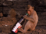 Monkey with Beer Bottle  Lopburi  Thailand