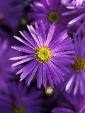 Aster Frikartii "Monch" Close-up of Purple Flower with Due