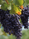 Close-up of Grapes on Vine