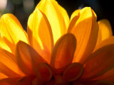 Graphic  Flower  Dahlia (David Howard) Yellow (Backlit)  October