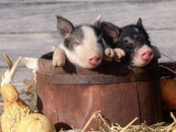Mixed-Breed Piglets in a Barrel