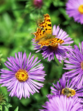 Butterfly on Aster Novae Angliae  September