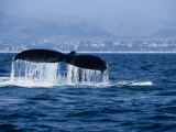 Humpback Whale  Raising Flukes