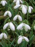 Galanthus  January