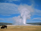 Bison and Old Faithful  Yellowstone National Park  WY