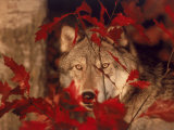 Gray Wolf Peeking Through Leaves
