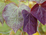 Cercis Canadensis 