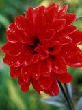Dahlia  Ellen Huston (Single Dwarf Bedding Variety)