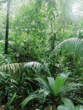 Rain Forest  Costa Rica