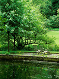 Wiltshire Bog and Woodland Garden with Pond and Lush Foliage