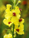 Verbascum Nigrum