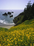 Oregon  Wildflowers and Coastline