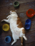 Cat Sleeping on its Back