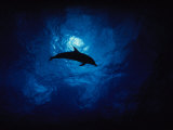 Atlantic Spotted Dolphin  Silhouette  Bahamas