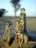 Meerkats  Emerging from Den  Kalahari
