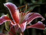 Lilium (Star Gazer)