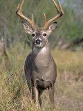 White-Tailed Deer  Odocoileus Virginianus