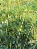 Cyperus Papyrus  Close-up of Green Foliage  September