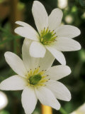 Clematis Paniculata