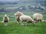 Sheep Grazing in a Pasture