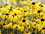 Rudbeckia Fulgida Deamii  Portrait of Several Yellow Flowers