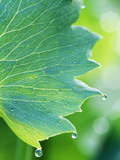 Water Droplets on Leaf