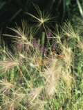 Hordeum Jubatum (Grass Seed Head) September