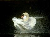 Mute Swan  Cygnus Olor Bathing Showing Water Spray Notts