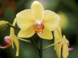 Phalaenopsis (Golden Horizon Sunrise)  September
