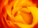 Rosa "Dicobey" (Rosa "Tequila Sunrise")